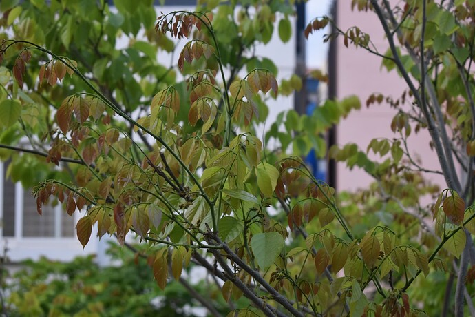 sampleDocs green background  image_JPG